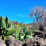 teneriffa-mandelbluete-6