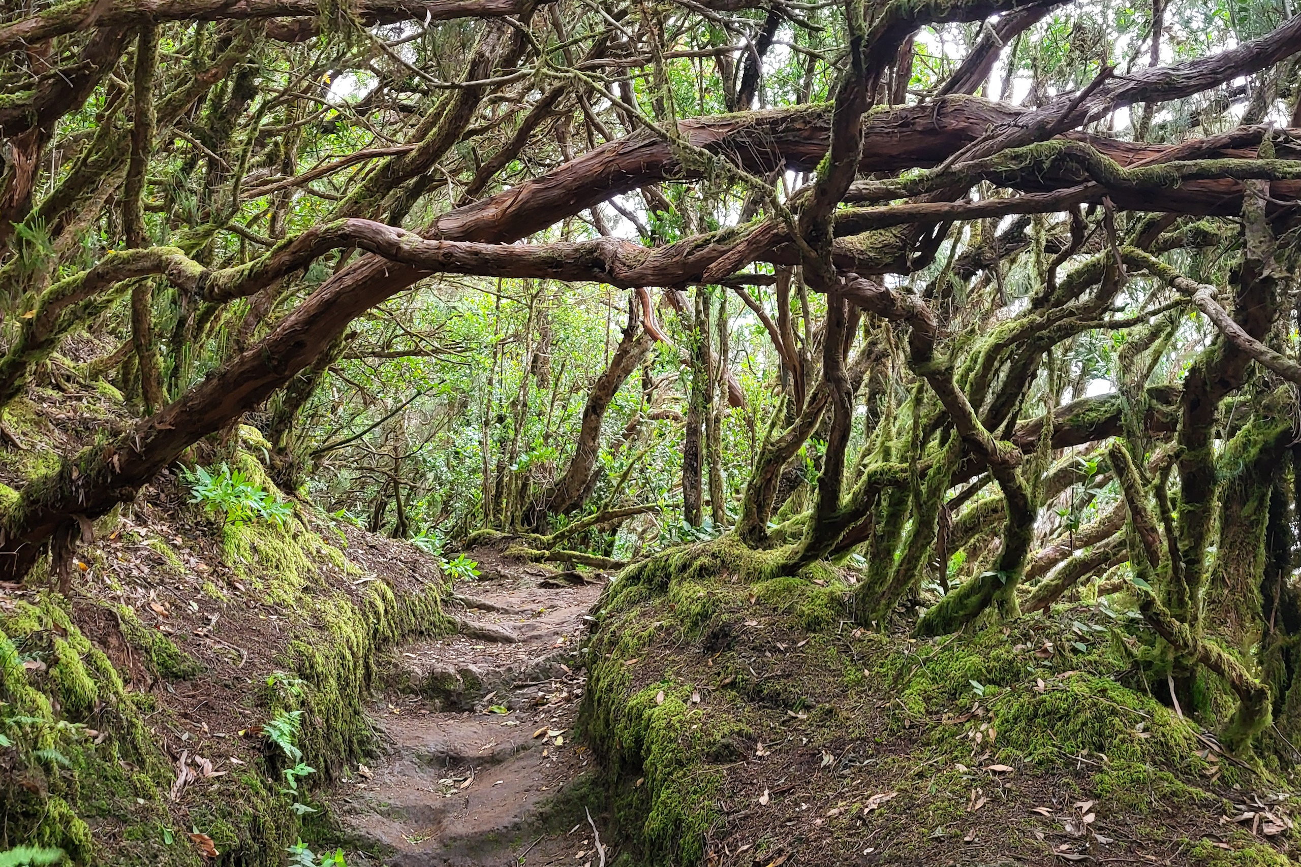 Teneriffa mit Kindern Lorbeerwald Anaga