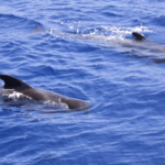 Whale Watching Teneriffa